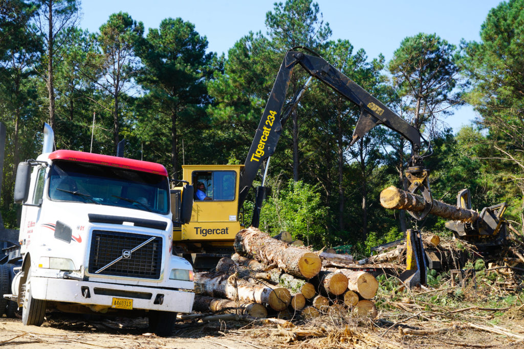 Employees of the logging company lift cut pine trees from the ground to load onto the semi truck. 