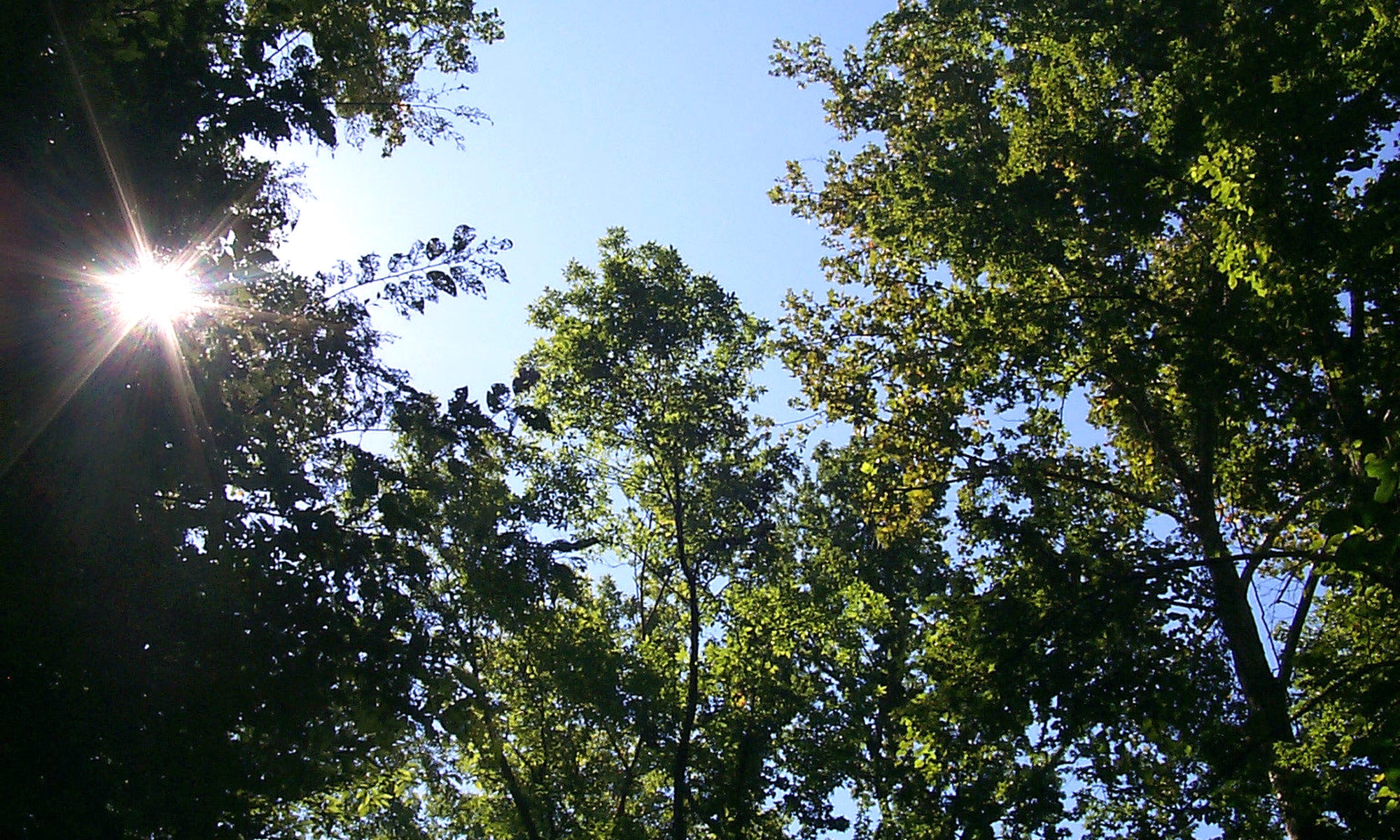 Photo of a tree canopy