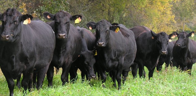 Beef Cattle