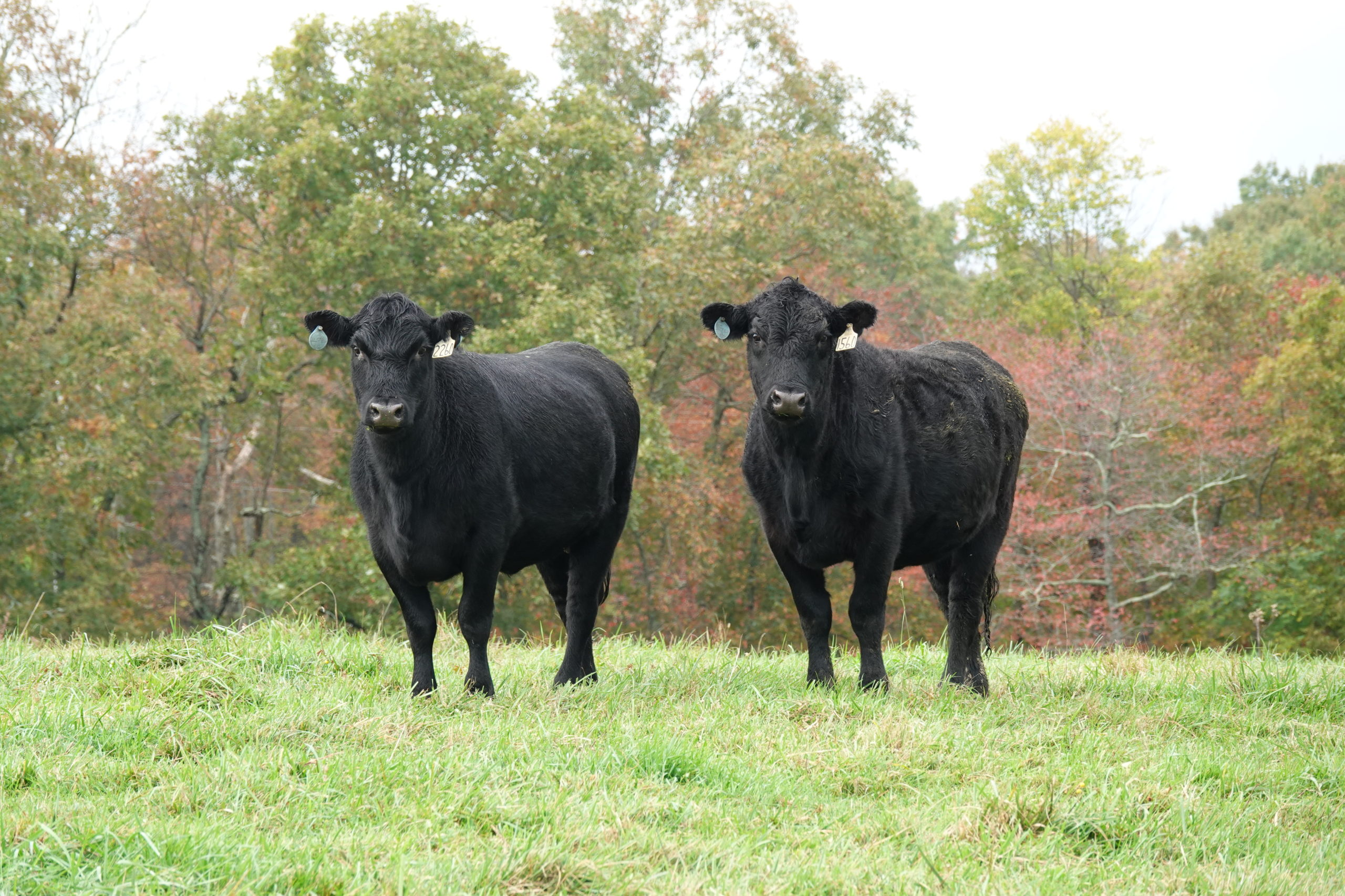 Ut Plateau Agresearch Fall Heifer And Cow Sale 