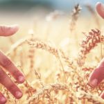 Hands in wheat field