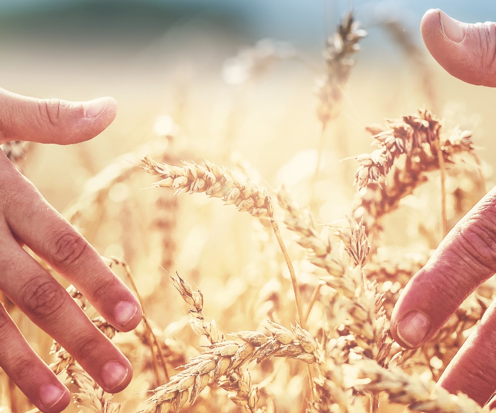Hands in wheat field