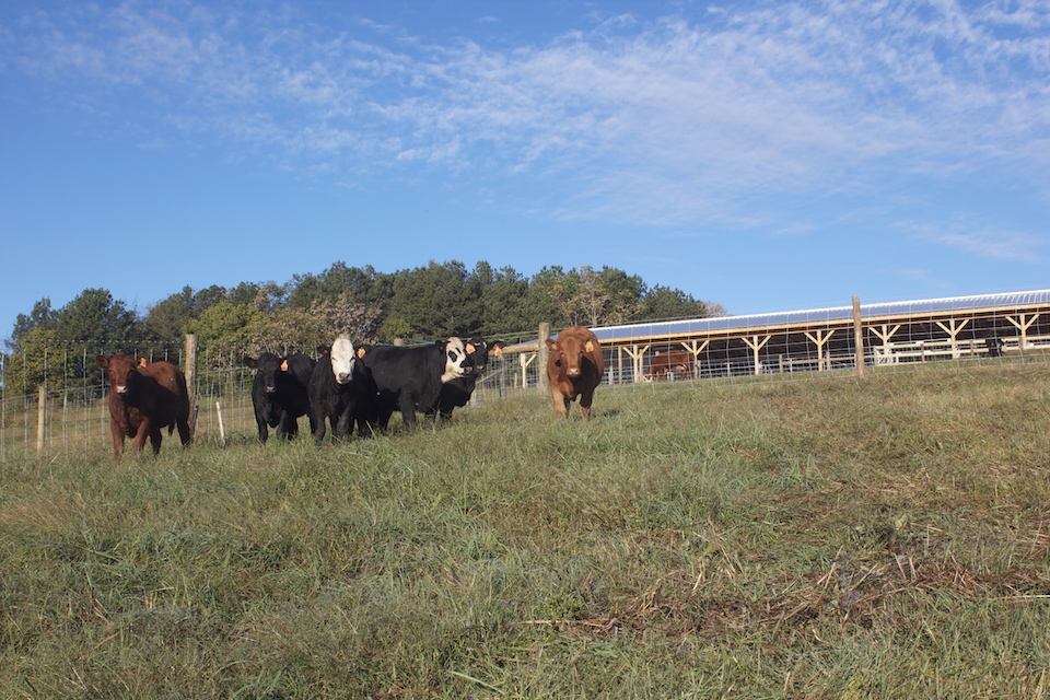 Beef Heifers in a field