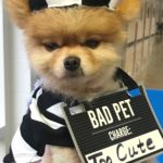 Small dog in a bad pet custome charged with being too cute