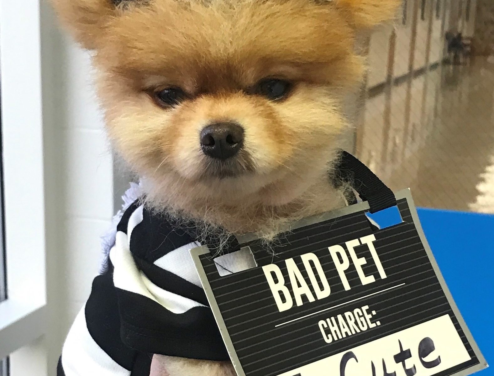 Small dog in a bad pet custome charged with being too cute