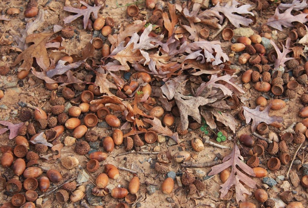 White Oak acorns