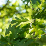 White Oak tree leaves on a sunny day