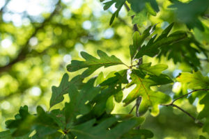 White Oak tree leaves on a sunny day
