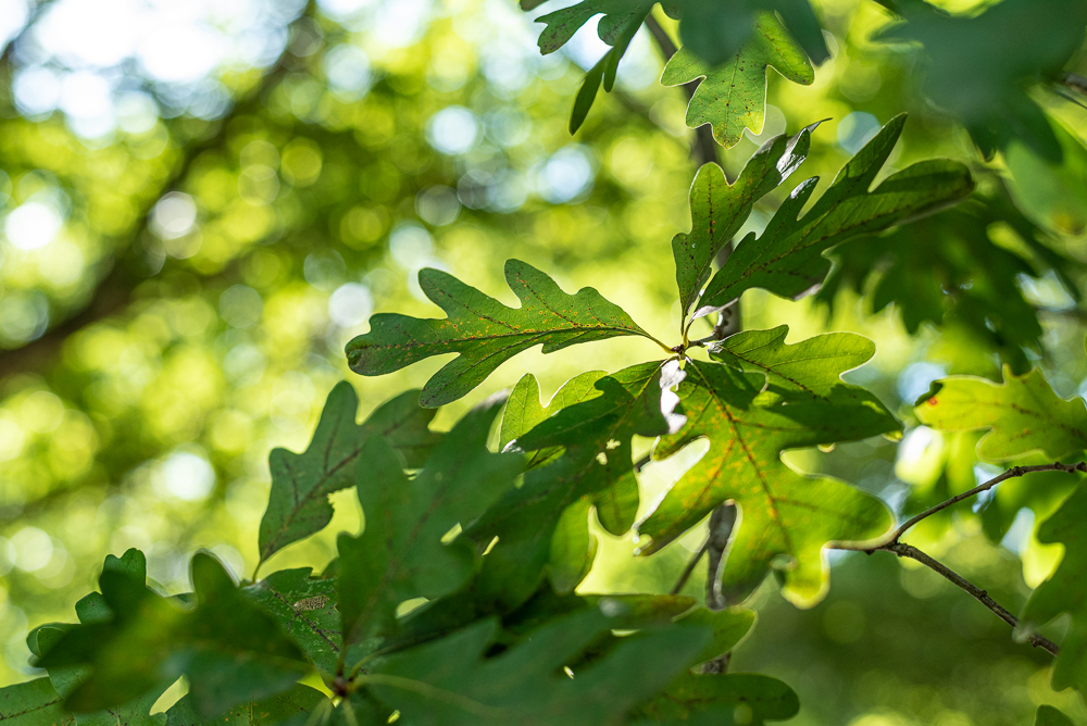 oak tree leaves