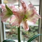 A pink and green amaryllis blooms in a windowsill
