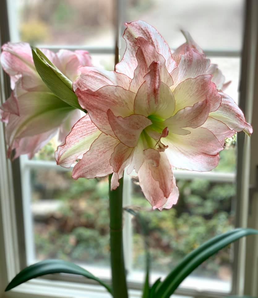 A pink and green amaryllis blooms in a windowsill