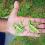 Two soybean pods held up, one grown under drought conditions, which is considerably smaller, and the other grown under irrigated conditions, which is considerably bigger and healthier.