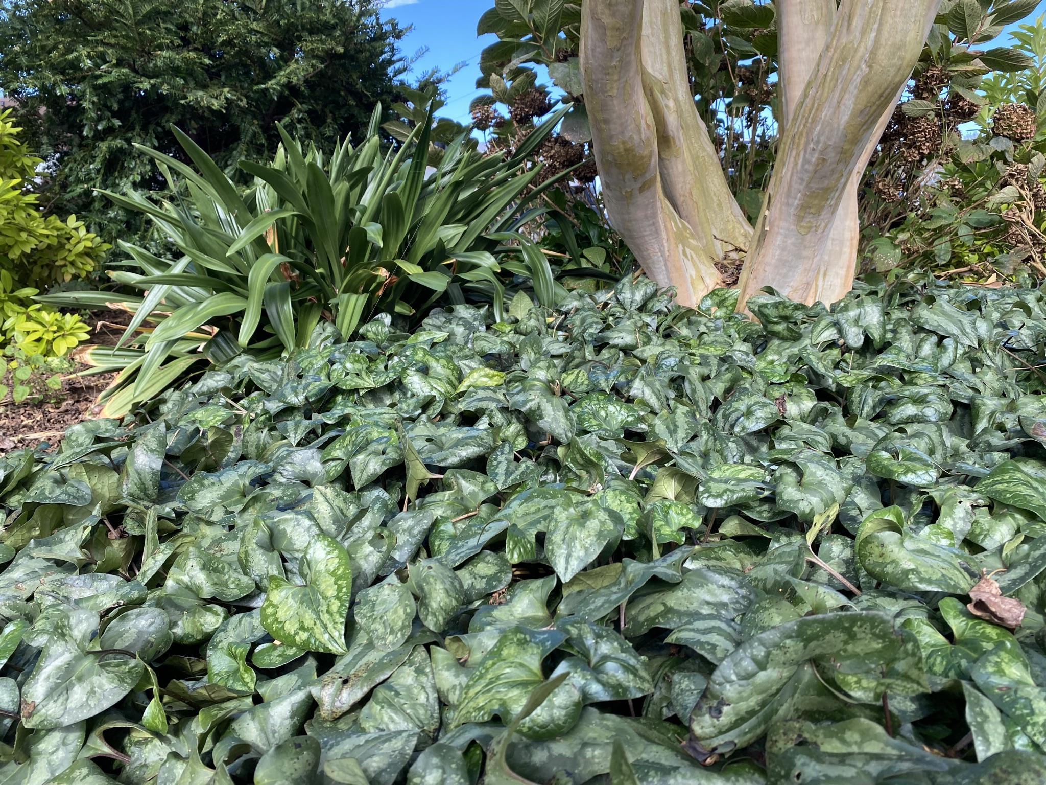 Chinese Wild Ginger Asarum Splendens Institute News chinese-wild-ginger-asarum-splendens-institute-news