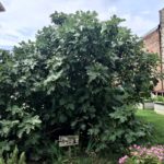 Fig tree in a garden on a sunny day with a garden in the background