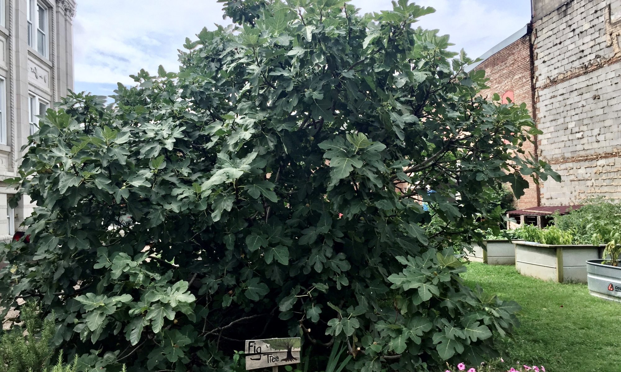 Fig tree in a garden on a sunny day with a garden in the background