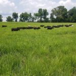 Cattle on Native Grasses