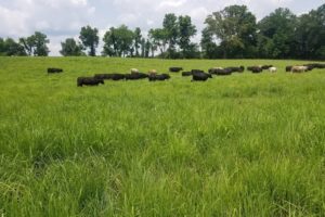 Cattle on Native Grasses