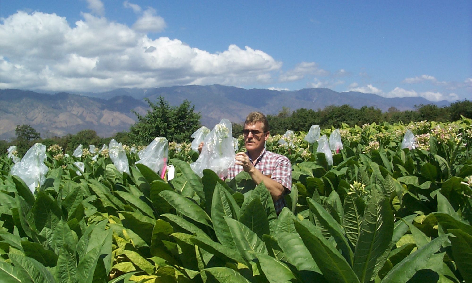 Robert Miller as he crosspollinates breeding lines of burley tobacco at the Northeast Tennessee AgResearch and Education Center