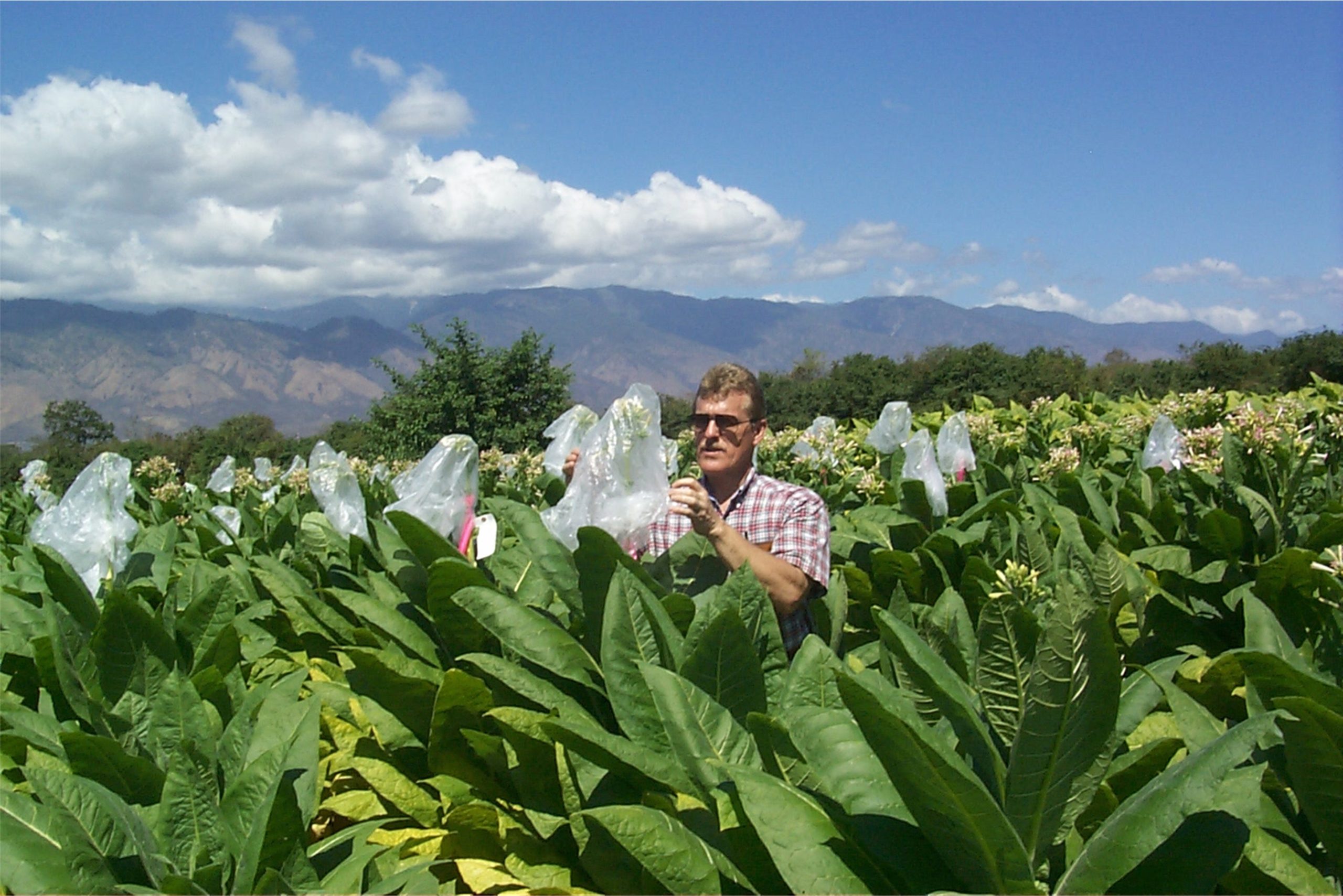 UT Tobacco Breeder Concludes 40year Career Institute News