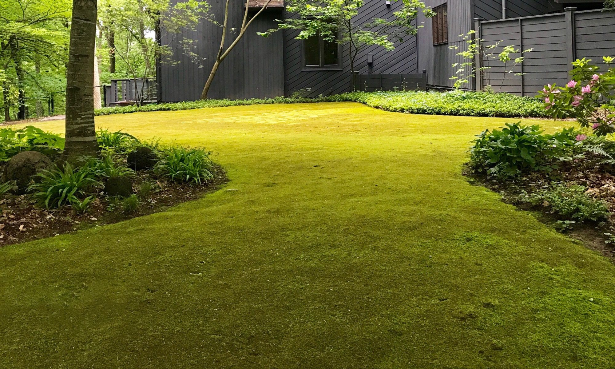 Lawn with moss