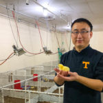 Yang Zhao poses with chicken hatchling in his broiler lab