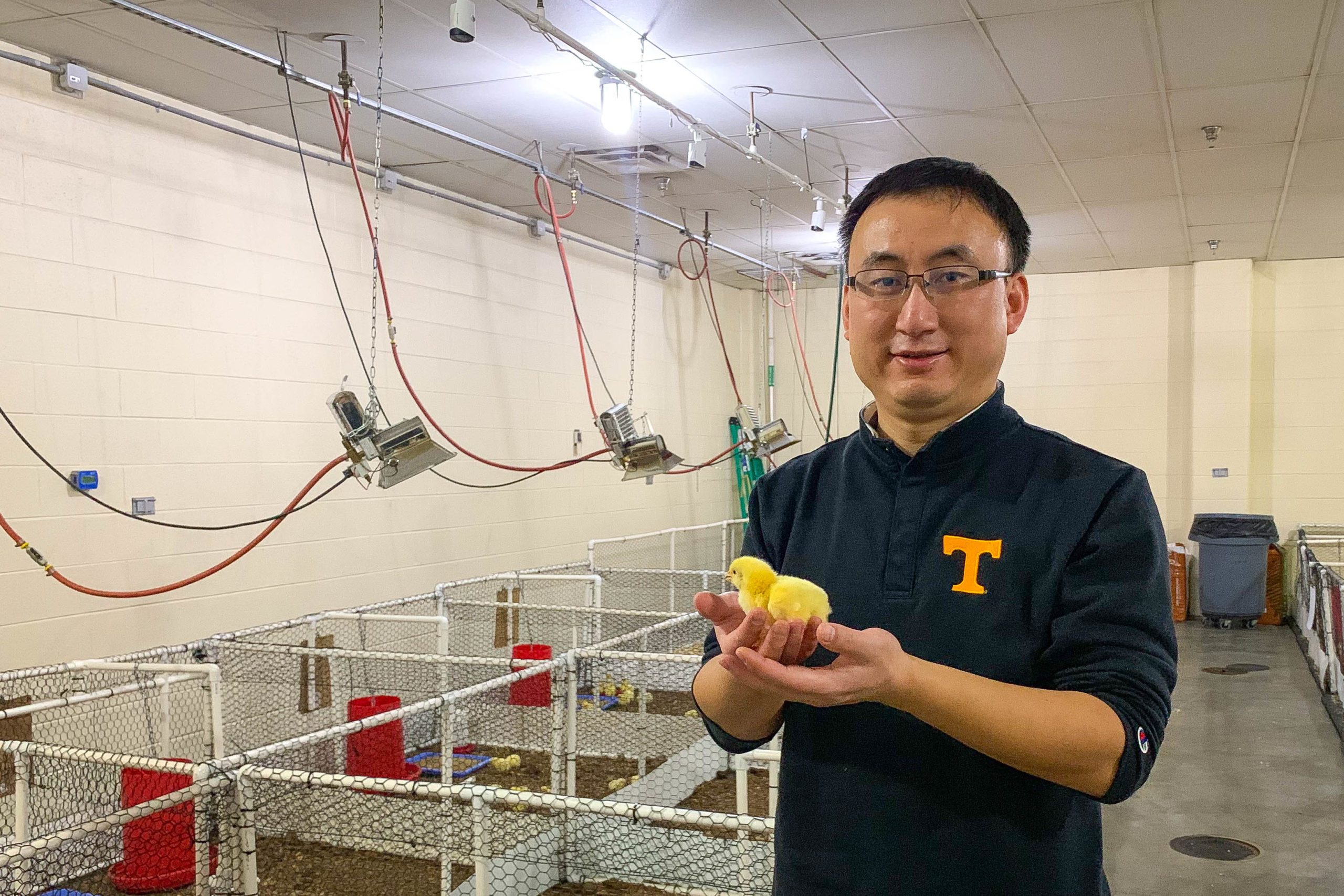 UT Institute Of Agriculture Researchers Awarded Grant To Study Animal ...