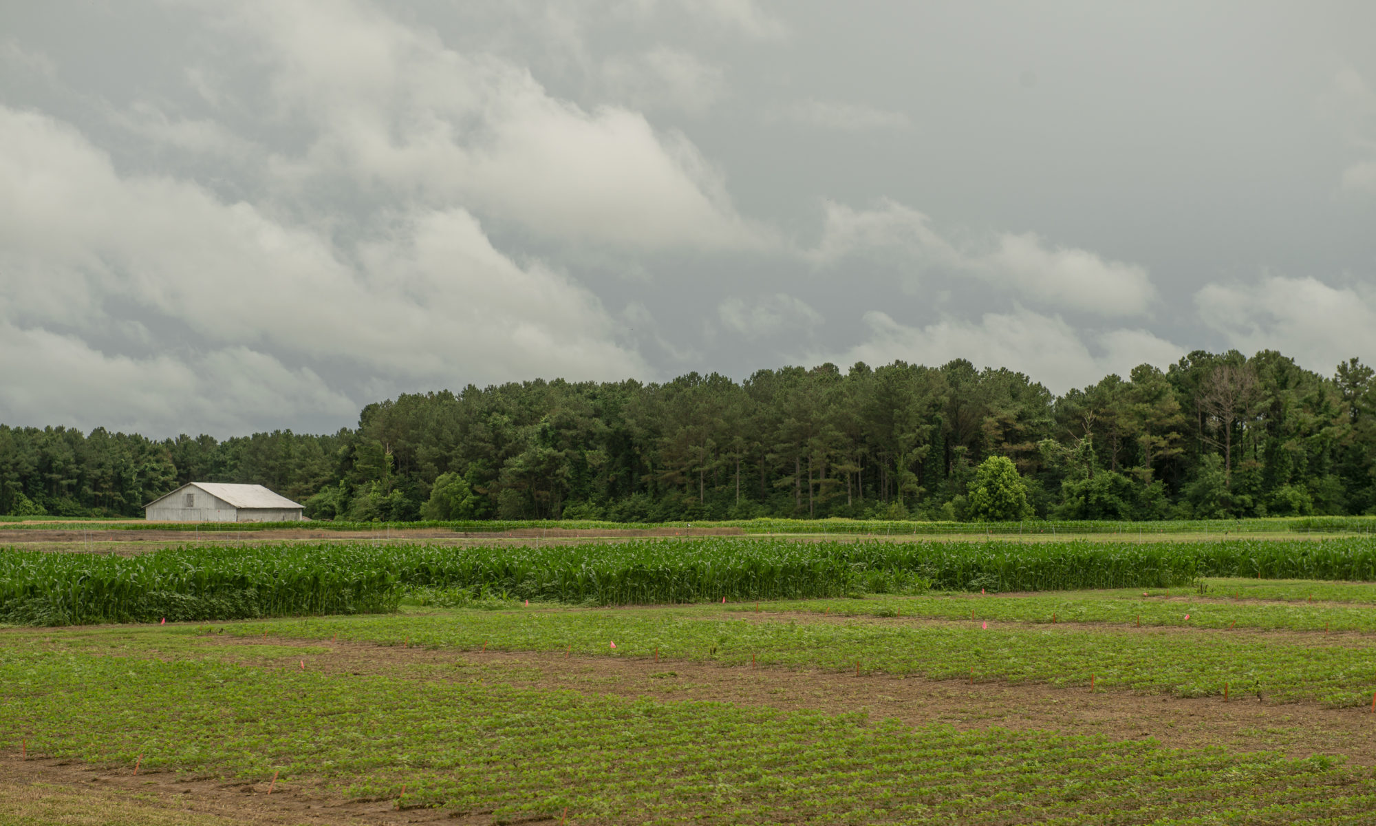 Pasture with a building