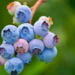 Blueberries ripening