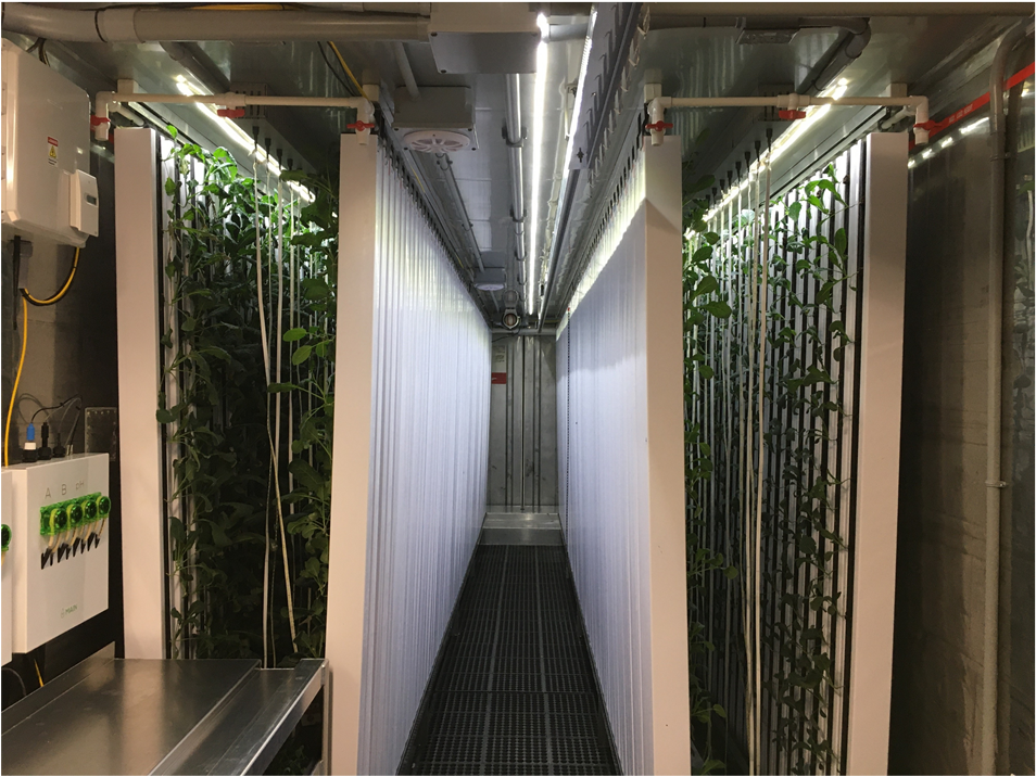 kale growing in electric farm