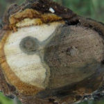 Cross section of a tree with canker disease