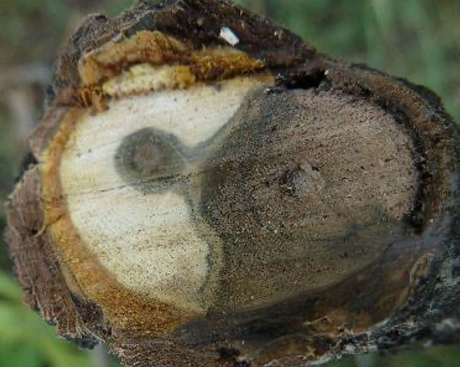 Cross section of a tree with canker disease