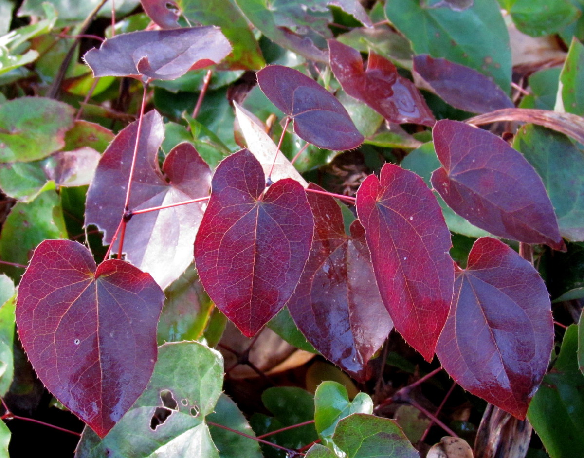 Epimedium