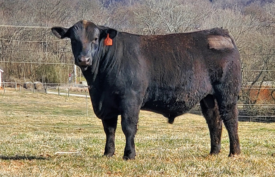 Bull for sale at East TN AgResearch and Education Center