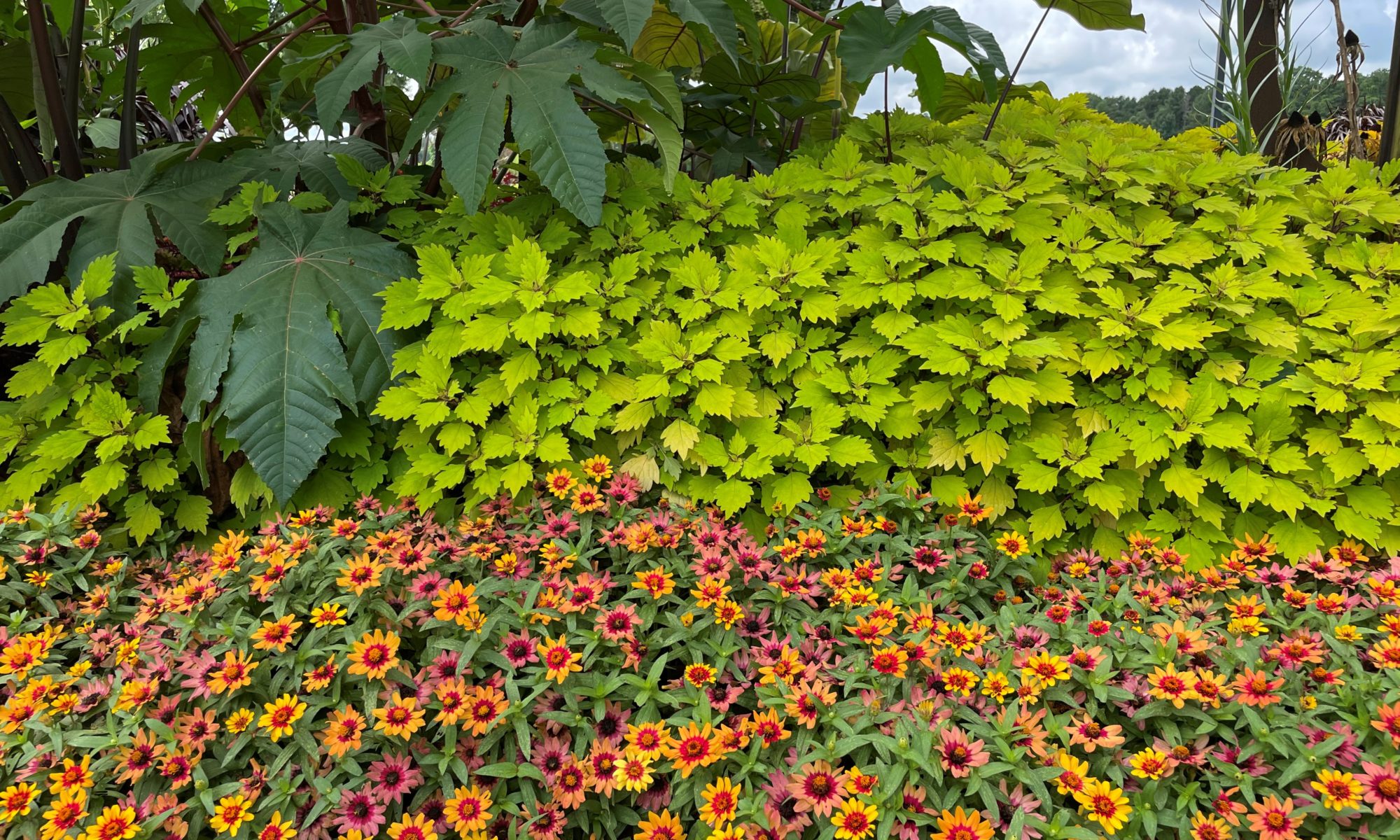 Zinnias in bloom