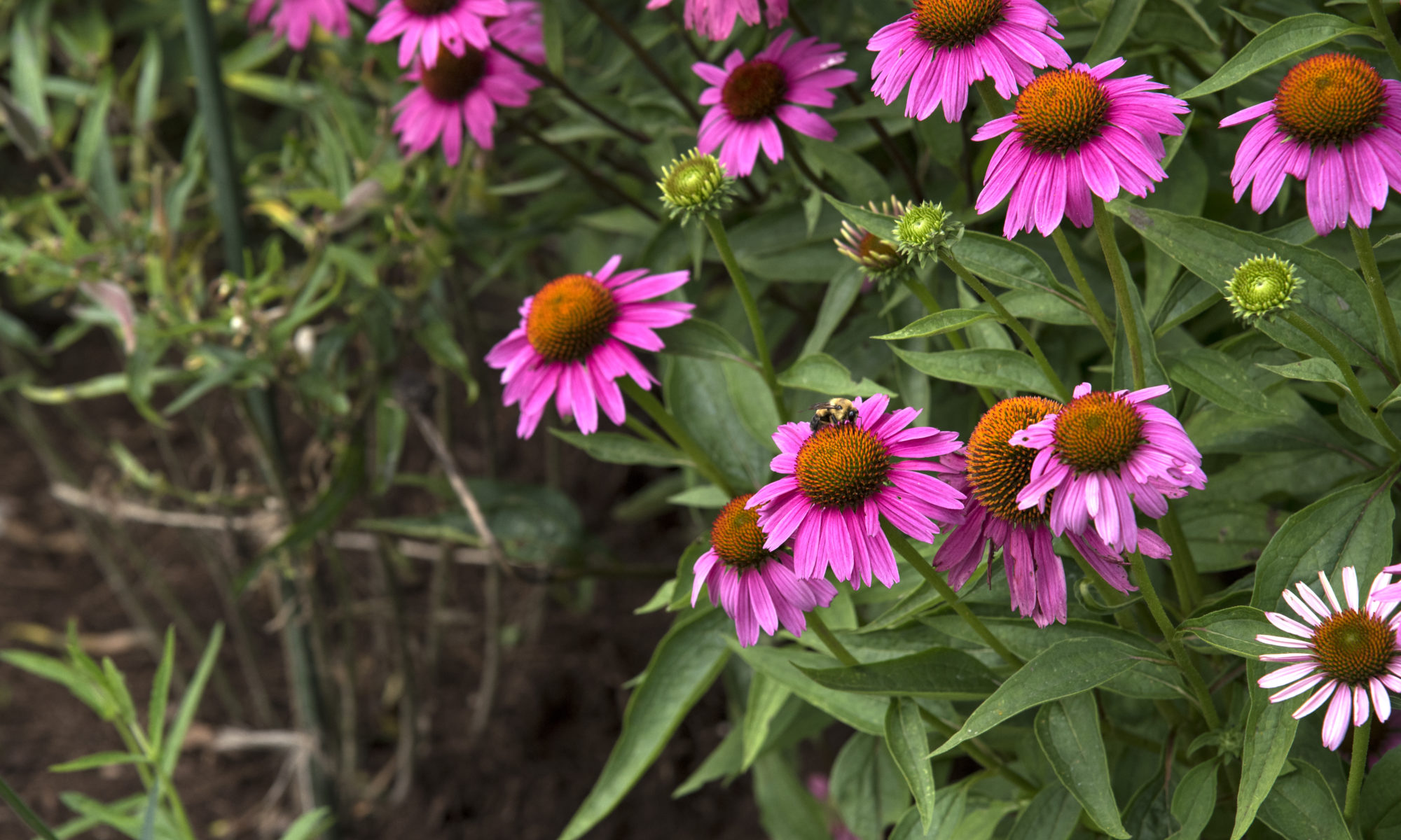 Bee on a coneflower