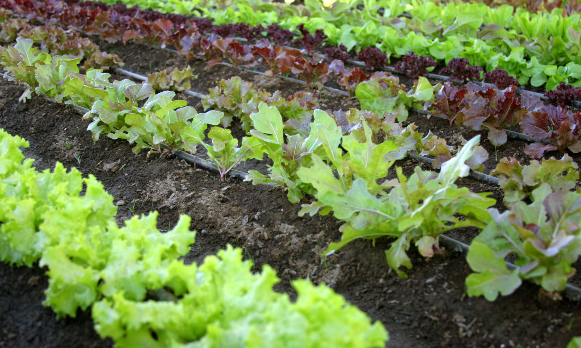 rows of organic lettuce