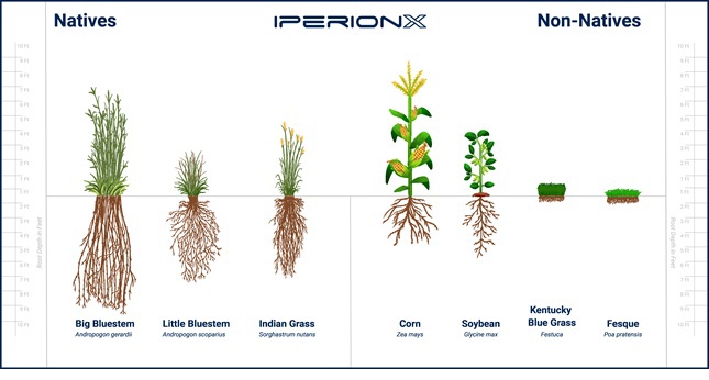 Figure showing root growth of different grasses