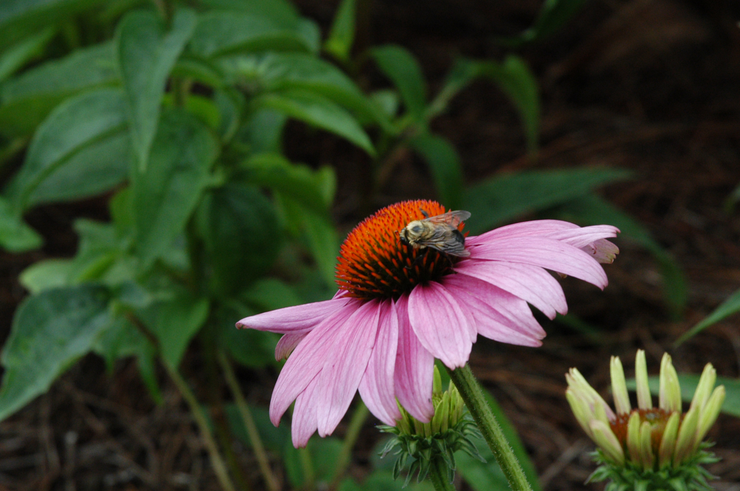 Close up of a bee on flower