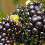 Close up of a blackberry bush