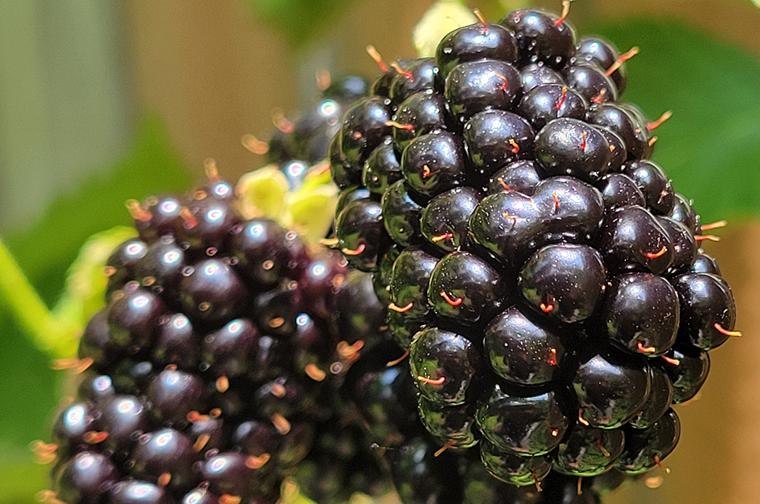 Close up of a blackberry bush