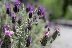 close up of lavendar plant