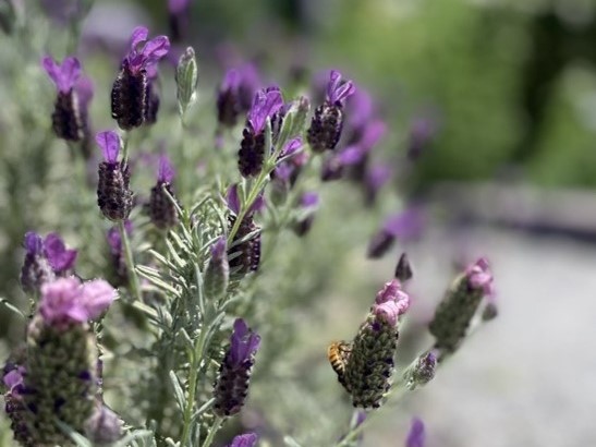 close up of lavendar plant