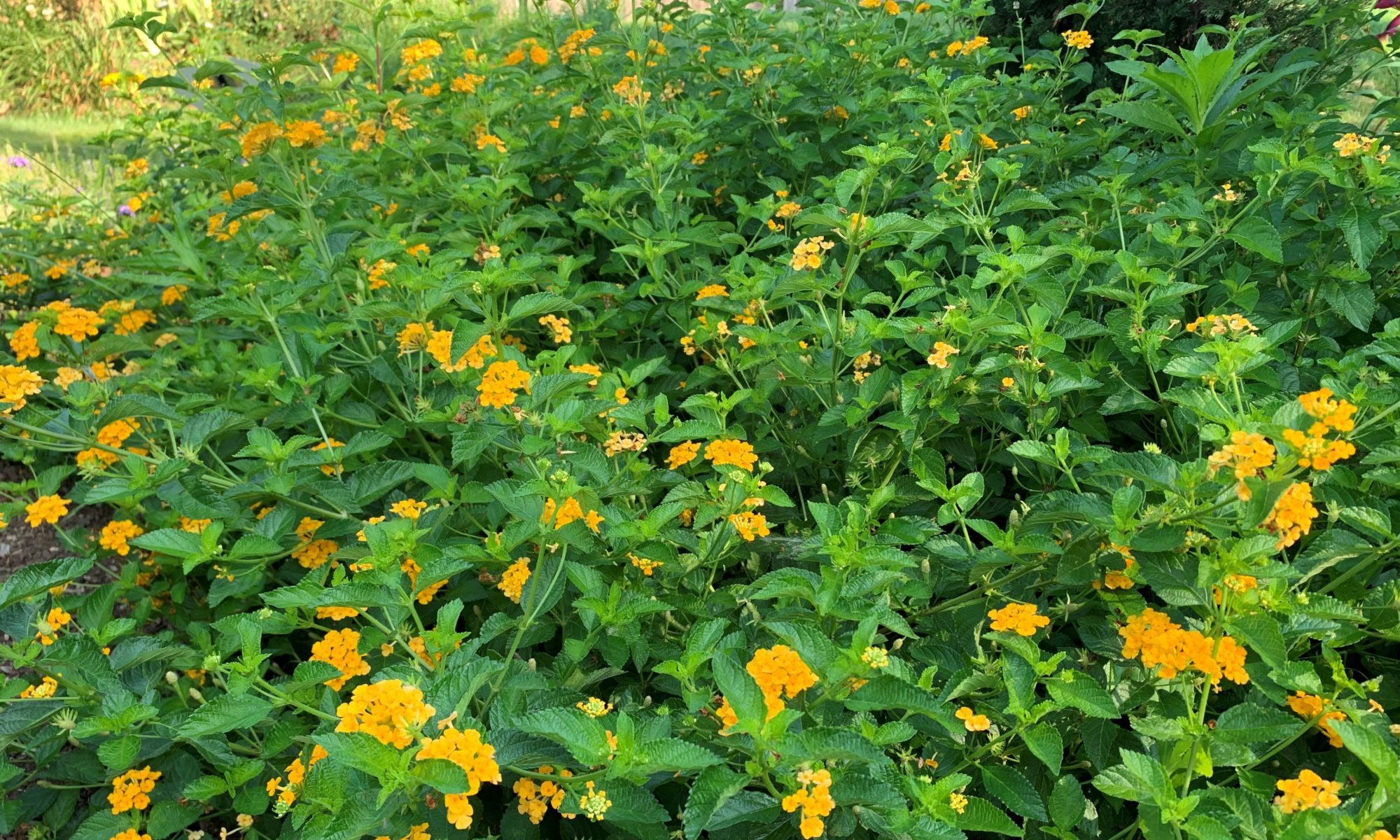 yellow lantana