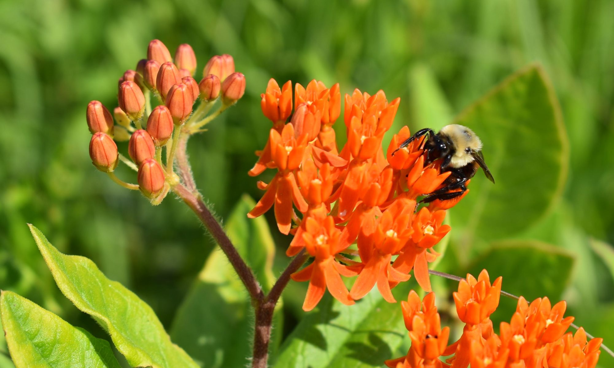 Bee on a milkweed flower