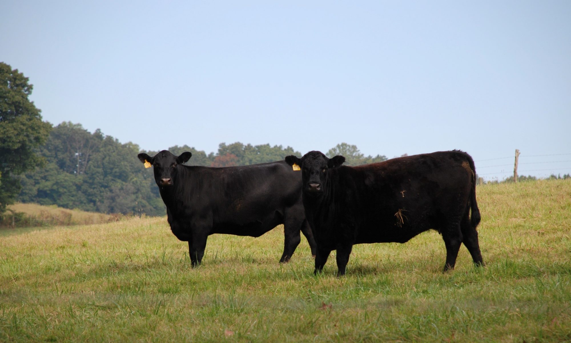 cows in field