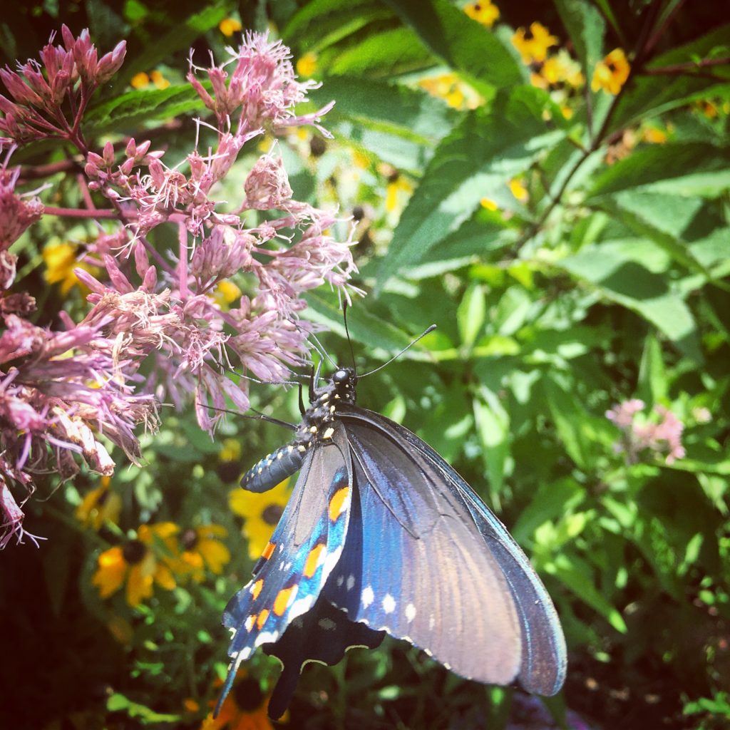 butterfly on flower