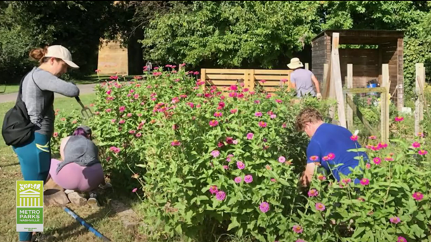 volunteers maintain flowers