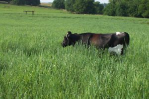 cow in tall grass pasture