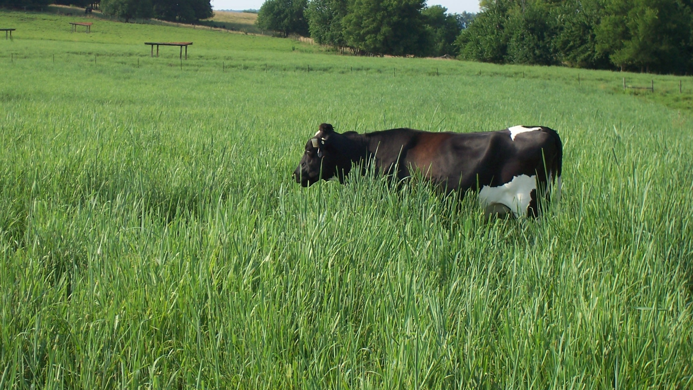 cow in tall grass pasture