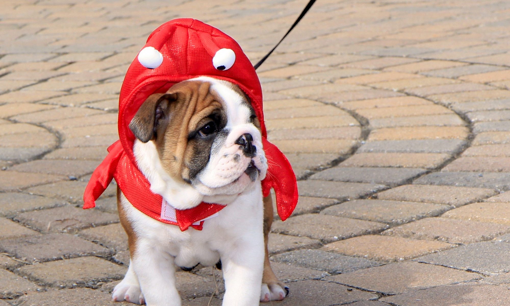 Midlee Strawberry Dog Costume Small